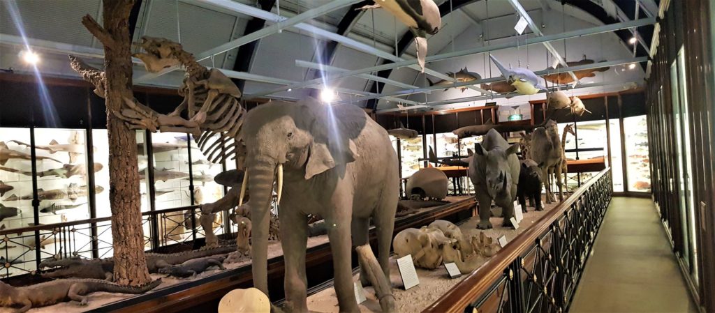 Tring's natural history museum aka dead animal museum