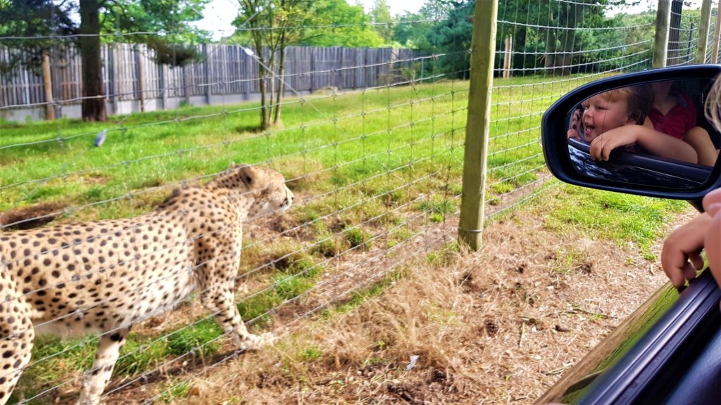 Cheetah walking alongside the car